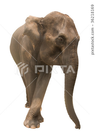elephant elephant 36218169