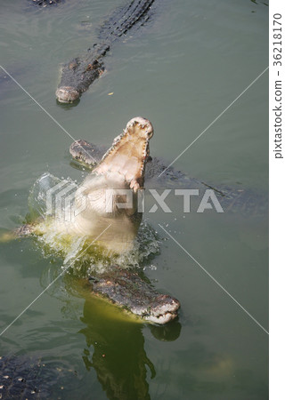 jumping crocodile jumping crocodile 36218170