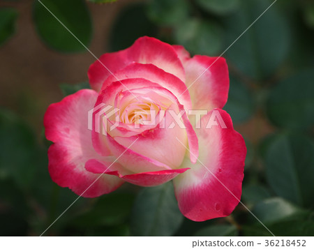 Beautiful Autumn Rose Beautiful Autumn Rose 36218452
