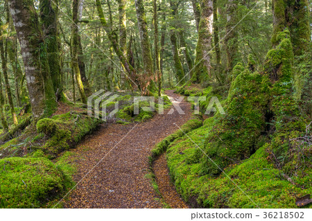 Path throught magical green forest. 36218502