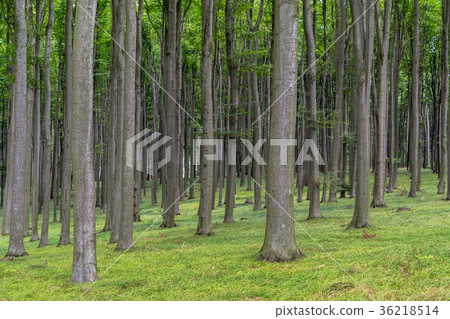 Green European deciduous forest in summer 36218514