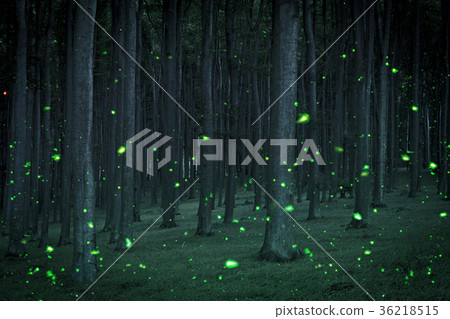 Night coniferous forest with magical fireflies 36218515