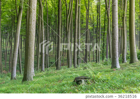 Green European deciduous forest in summer 36218516