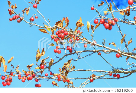 公主蘋果 36219260