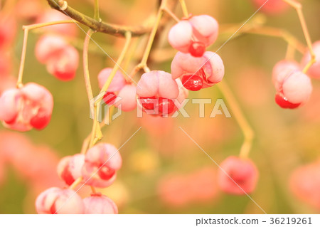 真由美 真由美 36219261