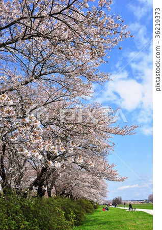 Michinoku three major cherry blossom viewing spots 36219373