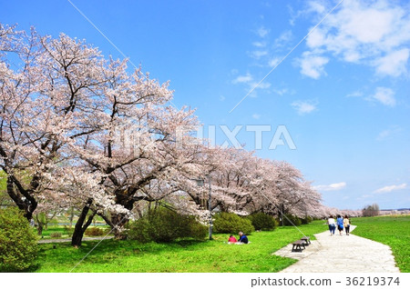 Michinoku three major cherry blossom viewing spots 36219374