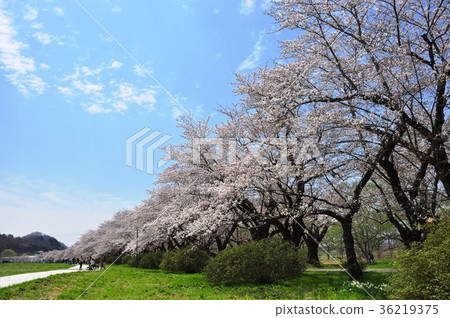 Michinoku three major cherry blossom viewing spots 36219375