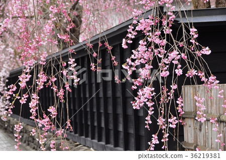 Weeping cherry tree in full bloom and black fence in Kakunodate, Akita Prefecture Weeping cherry tree in full bloom and black fence in Kakunodate, Akita Prefecture 36219381
