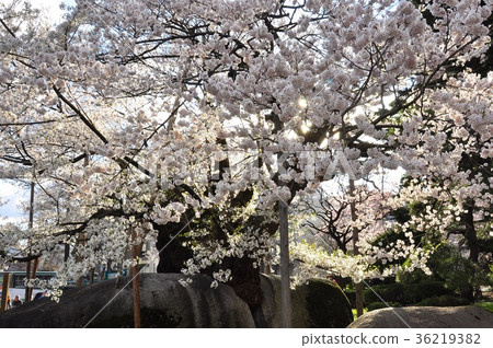Stone crack cherry blossoms of Morioka district court Stone crack cherry blossoms of Morioka district court 36219382
