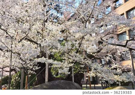 Stone crack cherry blossoms of Morioka district court Stone crack cherry blossoms of Morioka district court 36219383