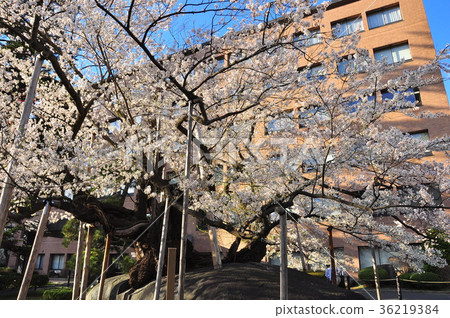 Stone crack cherry blossoms of Morioka district court Stone crack cherry blossoms of Morioka district court 36219384