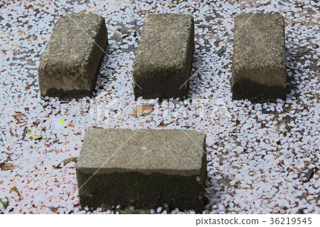 Cherry blossom petals piled up on the waterside 36219545