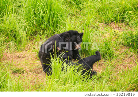 Closeup Black Bear Cubs Gambol on Grass in Zoo 36219819