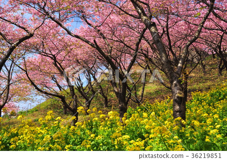Kawazu cherry blossoms and rape blossoms of Matsudayama herb garden 36219851