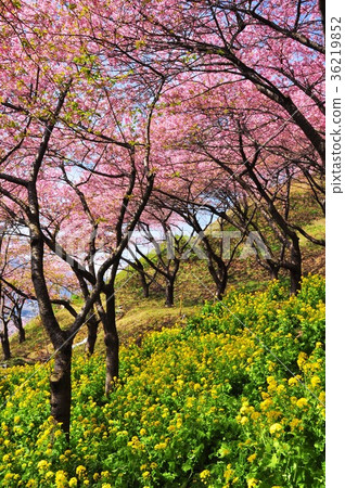 Kawazu cherry blossoms and rape blossoms of Matsudayama herb garden Kawazu cherry blossoms and rape blossoms of Matsudayama herb garden 36219852