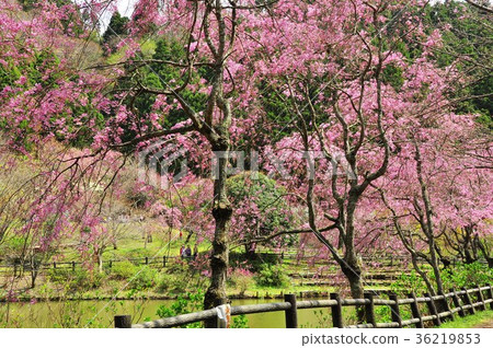 Matsudayama Sumioji Temple Historic Site Park's fallen cherry blossoms 36219853