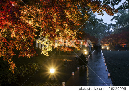前Hosokawa Imperial House House秋葉的點亮 前Hosokawa Imperial House House秋葉的點亮 36220096