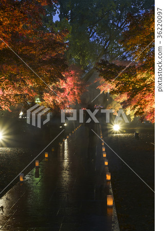 前Hosokawa Imperial House House秋葉的點亮 36220097