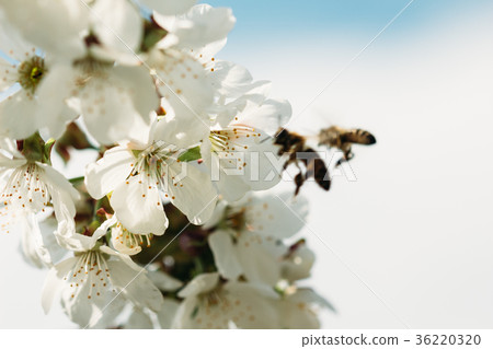 Apricot flower with bees on background Apricot flower with bees on background 36220320