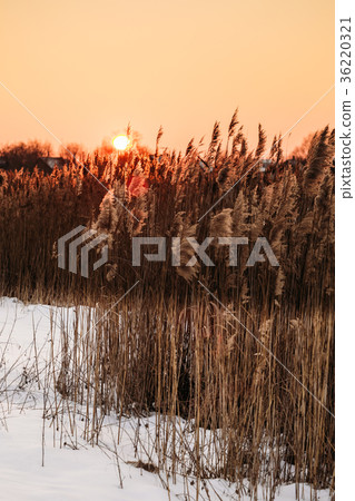 Reed on the background of a sunset over horizon Reed on the background of a sunset over horizon 36220321