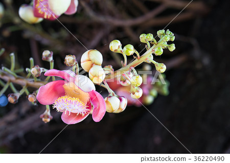 Cannonball flower on the tree Cannonball flower on the tree 36220490