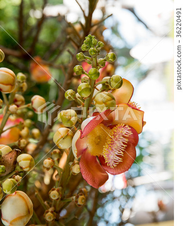 Cannonball flower on the tree Cannonball flower on the tree 36220491