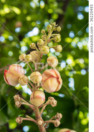 Cannonball flower or Sal flower on the 36220493