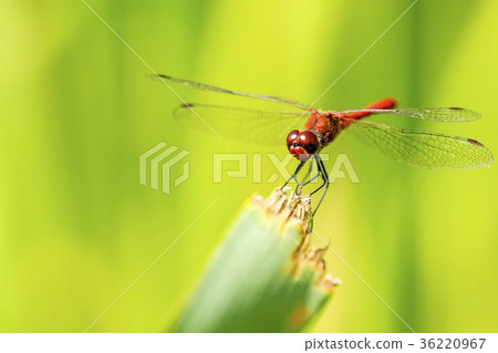Ruddy darter, male sitting on a grass 36220967