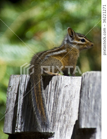 Chipmunk 36221271