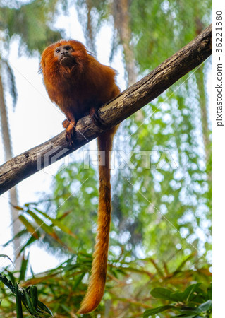 golden lion tamarin golden marmoset - red monkey golden lion tamarin golden marmoset - red monkey 36221380