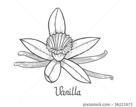 Vanilla flower plant 36221671