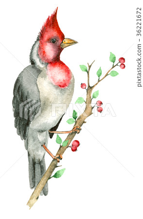 Watercolor parrot bird 36221672