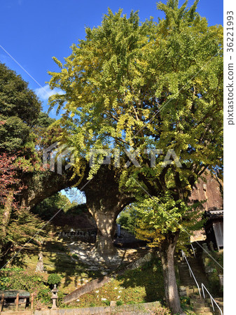 Megane rock of Sasebo 36221993