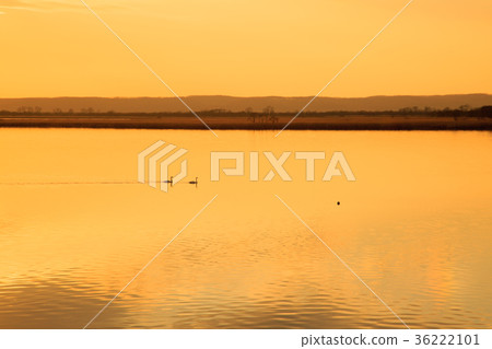 The lake of swan 36222101