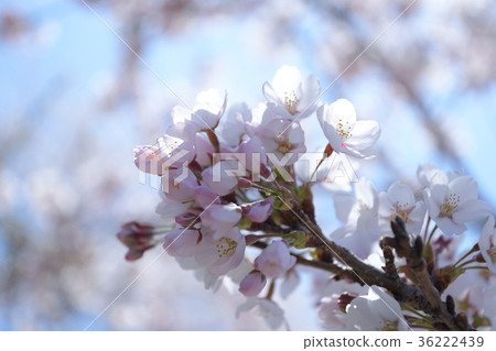 粉紅色的櫻花 36222439