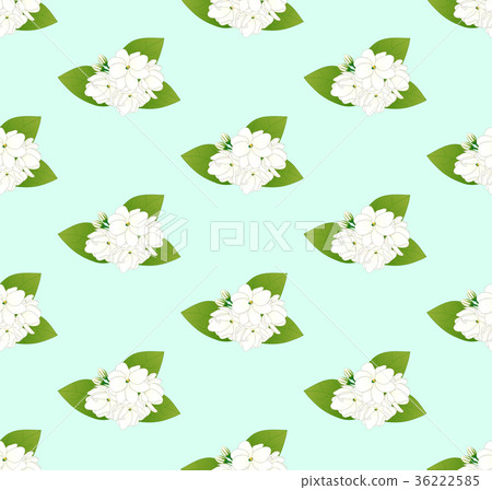 White Arabian Jasmine on Green Mint Background 36222585