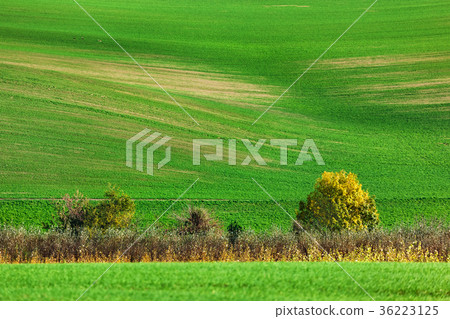 Famous moravian fields - Czech Republic 36223125