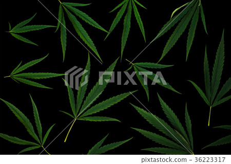 Leaves of cannabis isolated on black background 36223317