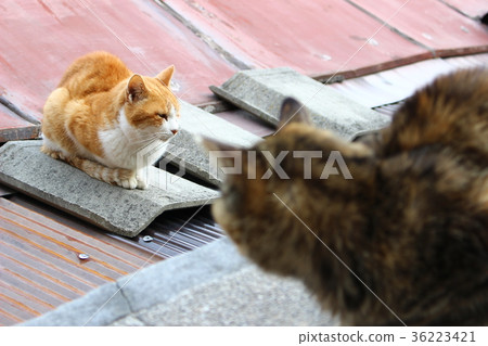 Onomichi cat Onomichi cat 36223421