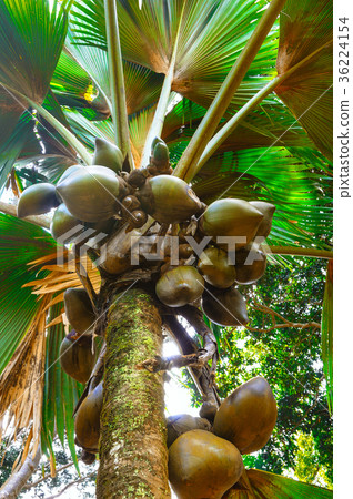 Branches of coconut palms under blue sky. Branches of coconut palms under blue sky. 36224154