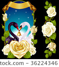 Swans and white Roses 36224346