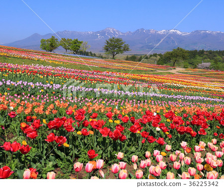 那須花世界和那須山脈的鬱金香領域 36225342
