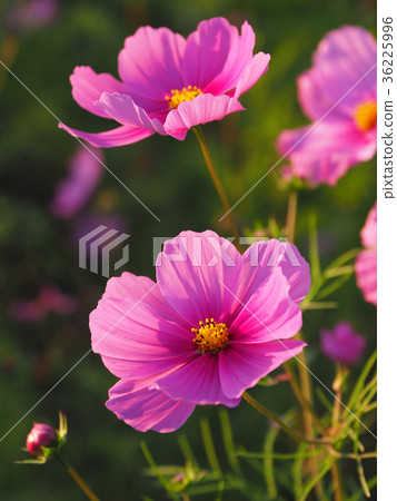 Cosmos up (natural texture) Cosmos up (natural texture) 36225996