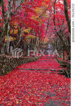 Chicken legs Chicken legs 36226232