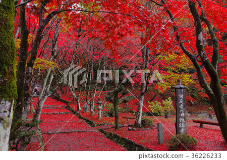 Chicken legs Chicken legs 36226233