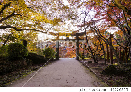Takamitsu Shrine Kamon Shinto Shrine Autumn leaves and torii 36226235