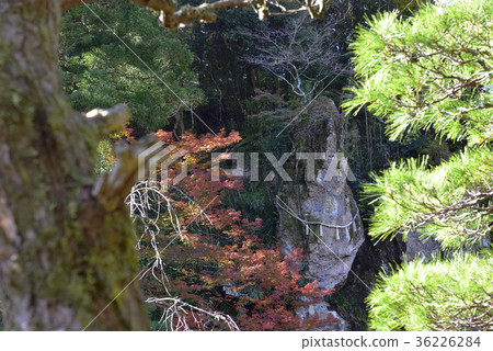 Looking for autumn leaves, autumn leaves @ Nayera, Komatsu City, Ishikawa Prefecture. 36226284