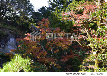 Looking for autumn leaves, autumn leaves @ Nayera, Komatsu City, Ishikawa Prefecture. 36226285