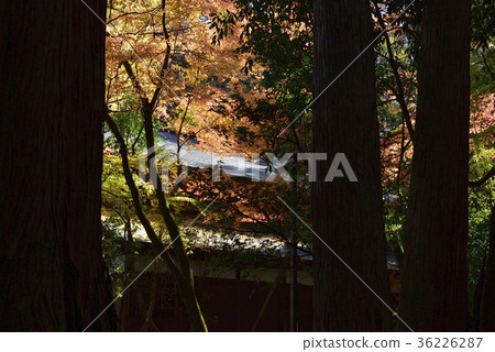 尋找秋葉,秋葉@Nayera,小松市,石川縣。 尋找秋葉,秋葉@Nayera,小松市,石川縣。 36226287